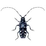 Asian Longhorned Beetle (150)