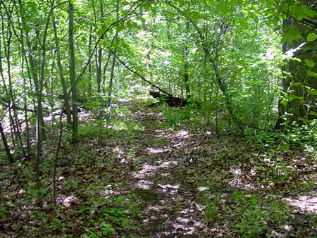 GladesideIUrbanWild