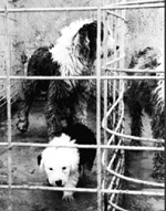 Puppy Mill Example