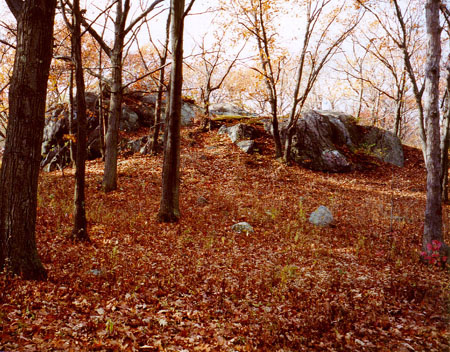 SherrinStreetWoods SherrinStreetWoods
