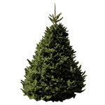 XmasTree150x150