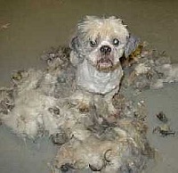 benji after benji after