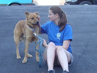 Shelter Volunteer
