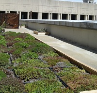 City Hall Green Roof Demonstration