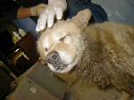 HuskyX HuskyX