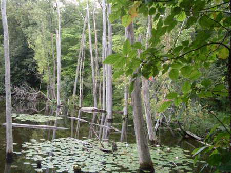 rockpond2