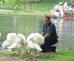 Swans at Public Garden