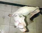 starving dog