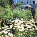 Community Garden