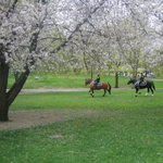 Boston Common by James Sinclair, Winner of CityofBoston.gov Photo Contest