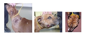 pitbull dogfight pitbull dogfight