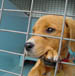 Adopt