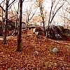Sherrin Street Woods